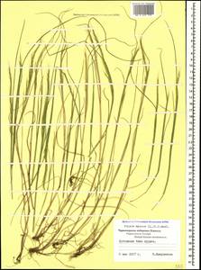 Festuca myuros L., Кавказ, Черноморское побережье (от Новороссийска до Адлера) (K3) (Россия)