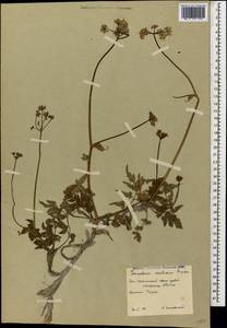 Heracleum ossethicum Manden., Кавказ, Южная Осетия (K4b) (Южная Осетия)