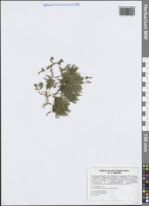 Дифазиаструм сплюснутый (L.) Holub, Сибирь, Дальний Восток (S6) (Россия)