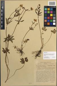 Ranunculus palaeoeuganeus Pignatti, Западная Европа (EUR) (Италия)