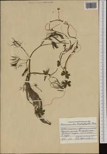 Лютик волосолистный, Шелковник волосолистный Chaix, Западная Европа (EUR) (Болгария)