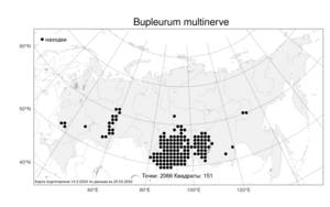 Bupleurum multinerve, Володушка многожилковая DC., Атлас флоры России (FLORUS) (Россия)