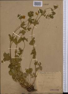 Лапчатка золотистоцветковая, Лапчатка золотистая Trevir., Средняя Азия и Казахстан, Западный Тянь-Шань и Каратау (M3) (Узбекистан)