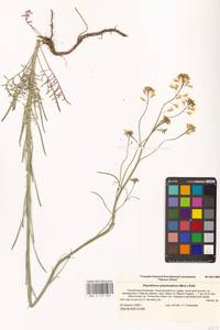 Гулявник изменчивый (Murray) Roth, Восточная Европа, Нижневолжский район (E9) (Россия)