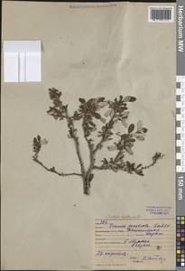 Prunus bifrons Fritsch, Средняя Азия и Казахстан, Западный Тянь-Шань и Каратау (M3) (Узбекистан)