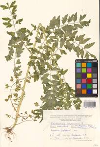 Сердечник недотрога L., Восточная Европа, Молдавия (E13a) (Молдавия)