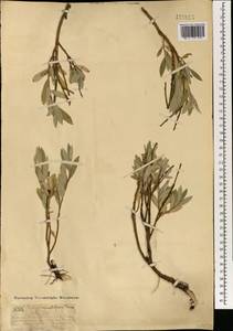 Ива сизая Vill., Монголия (MONG) (Монголия)