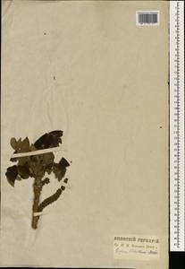 Juglans ailanthifolia Carr., Зарубежная Азия (ASIA) (Япония)