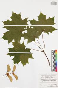 Клен платановидный, Клен остролистный L., Восточная Европа, Центральный район (E4) (Россия)