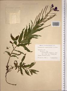 Иван-чай узколистный (L.) Scop., Сибирь, Западная Сибирь (S1) (Россия)