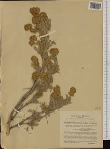 Anthyllis barba-jovis L., Западная Европа (EUR) (Италия)
