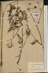 Гирчовница болотная (L.) Hoffm., Восточная Европа, Северо-Западный район (E2) (Россия)