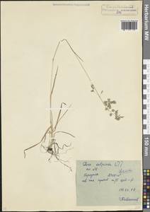 Мятлик сизый Vahl, Кавказ, Северная Осетия, Ингушетия и Чечня (K1c) (Россия)