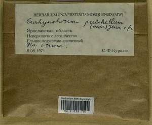 Eurhynchiastrum pulchellum (Hedw.) Ignatov & Huttunen, Гербарий мохообразных, Мхи - Центральное Нечерноземье (B6) (Россия)