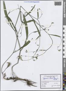 Bupleurum flexile Bornm. & Gauba, Зарубежная Азия (ASIA) (Иран)