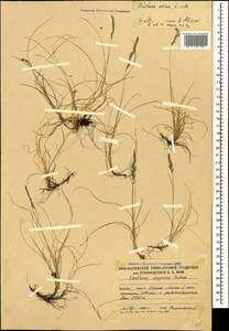 Овсяница овечья L., Кавказ, Южная Осетия (K4b) (Южная Осетия)