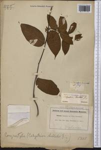 Calyptrion arboreum (L.) Paula-Souza, Америка (AMER) (Суринам)