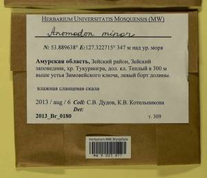 Anomodon minor (Hedw.) Lindb., Гербарий мохообразных, Мхи - Дальний Восток (без Чукотки и Камчатки) (B20) (Россия)