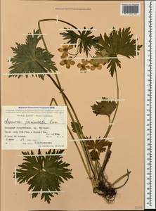Anemonastrum narcissiflorum subsp. fasciculatum (L.) Raus, Кавказ, Азербайджан (K6) (Азербайджан)