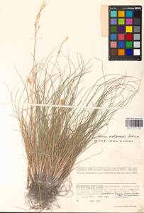 Овсяница волжская P.A.Smirn., Восточная Европа, Нижневолжский район (E9) (Россия)