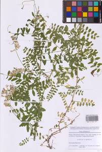 Горошек лесной L., Восточная Европа, Московская область и Москва (E4a) (Россия)