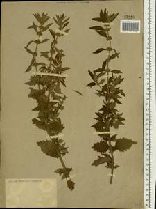 Щетинохвост шандровый (L.) Ehrh. ex Rchb., Восточная Европа, Нижневолжский район (E9) (Россия)