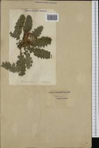 Cirsium acaule (L.) Scop., Западная Европа (EUR) (Швейцария)