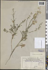 Delphinium camptocarpum Fisch. & C.A.Mey., Средняя Азия и Казахстан, Муюнкумы, Прибалхашье и Бетпак-Дала (M9) (Казахстан)