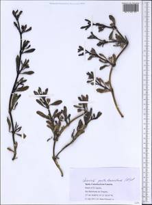 Sesuvium portulacastrum (L.) L., Африка (AFR) (Испания)