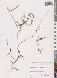 Ежеголовник северный  Laest. ex Beurl., Сибирь, Чукотка и Камчатка (S7) (Россия)