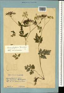 Бутень опьяняющий L., Кавказ, Краснодарский край и Адыгея (K1a) (Россия)