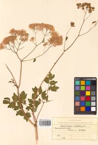 Thalictrum aquilegiifolium subsp. aquilegiifolium, Сибирь, Дальний Восток (S6) (Россия)