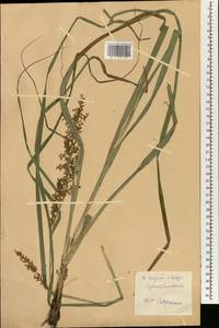 Cyperaceae, Зарубежная Азия (ASIA) (КНР)