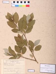 Ива козья L., Сибирь, Центральная Сибирь (S3) (Россия)