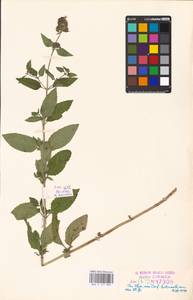 MHA 0 157 889, Мята водяная L., Восточная Европа, Эстония (E2c) (Эстония)