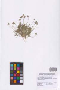 Ceratocephala orthoceras DC., Восточная Европа, Нижневолжский район (E9) (Россия)