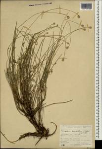 Tanacetum tomentellum (Boiss.) Grierson, Зарубежная Азия (ASIA) (Турция)