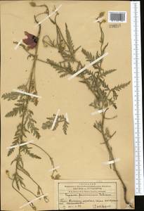 Roemeria pavonina, Средняя Азия и Казахстан, Западный Тянь-Шань и Каратау (M3) (Казахстан)