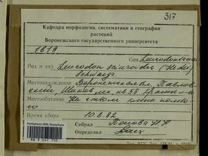 Leucodon sciuroides (Hedw.) Schwägr., Гербарий мохообразных, Мхи - Центральное Черноземье (B10) (Россия)