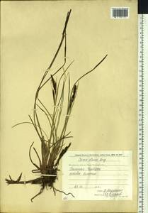 Осока водная малая Boott, Сибирь, Чукотка и Камчатка (S7) (Россия)