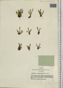 Gentiana aquatica var. pseudoaquatica (Kusn.) S. Agrawal, Сибирь, Алтай и Саяны (S2) (Россия)