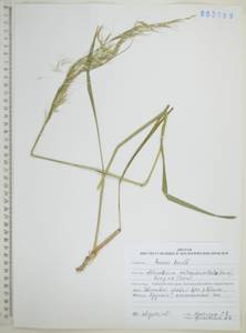 Чий пекинский (Hance) Ohwi, Сибирь, Дальний Восток (S6) (Россия)