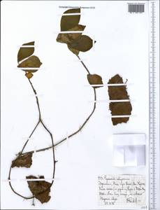 Peperomia abyssinica Miq., Африка (AFR) (Эфиопия)