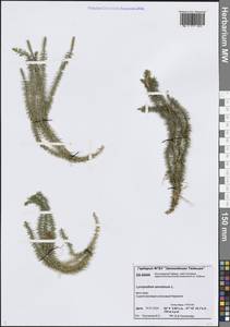 Spinulum annotinum subsp. annotinum, Сибирь, Центральная Сибирь (S3) (Россия)