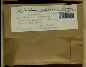 Polytrichum piliferum Hedw., Гербарий мохообразных, Мхи - Западная Европа (BEu) (Швейцария)