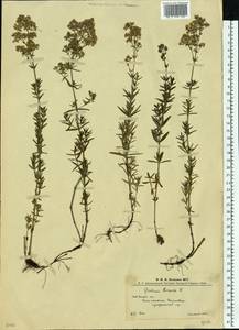 Подмаренник северный L., Восточная Европа, Западно-Украинский район (E13) (Украина)