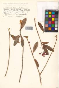 Скиммия промежуточная Komatsu, Сибирь, Дальний Восток (S6) (Россия)