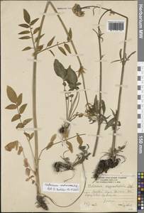 Валериана сердечниковая M.Bieb., Кавказ, Южная Осетия (K4b) (Южная Осетия)