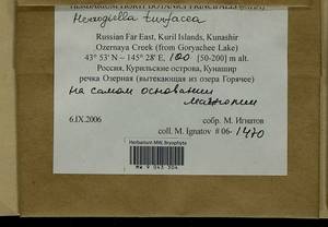 Herzogiella turfacea (Lindb.) Z. Iwats., Гербарий мохообразных, Мхи - Дальний Восток (без Чукотки и Камчатки) (B20) (Россия)