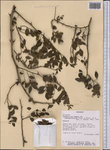 Zanthoxylum fagara subsp. lentiscifolium (Humb. & Bonpl. ex Willd.) Reynel, Америка (AMER) (Парагвай)